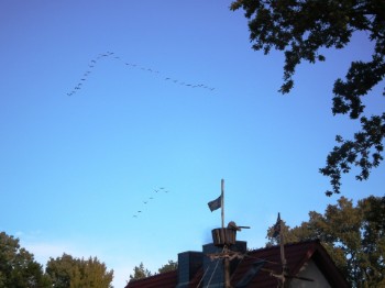 Kranichzug &uuml;ber dem Haus